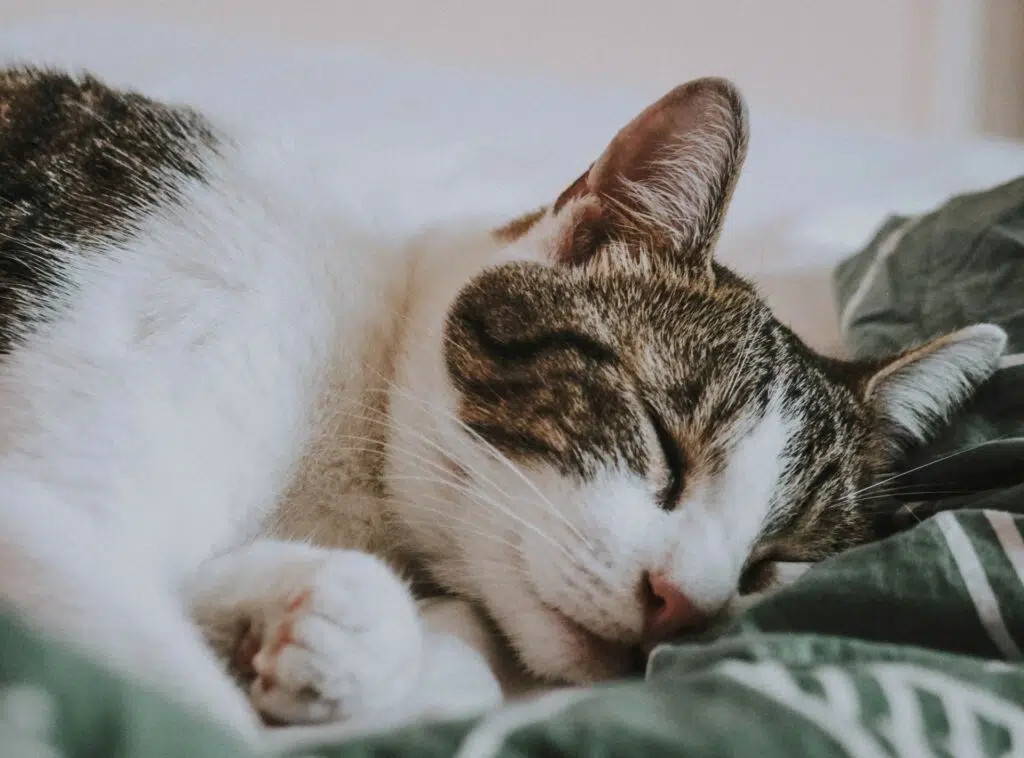 cat with Feline Immunodeficiency Virus has a fever