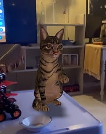VR pet cat with stripes sits on mat