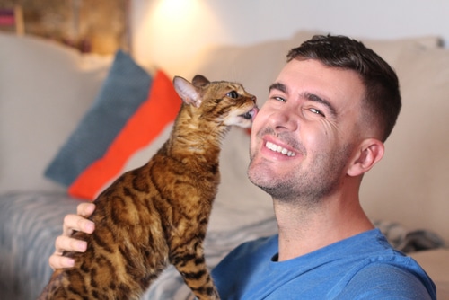 Why do cats lick you? One reason is taste.