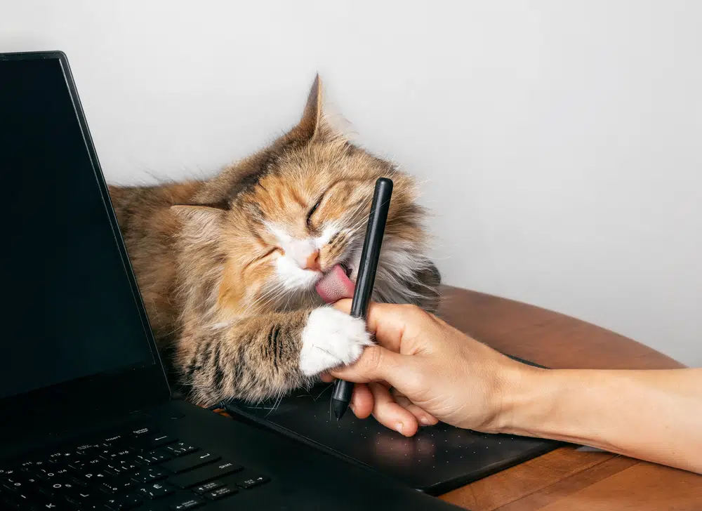 person working on laptop wonders why do cats lick you?