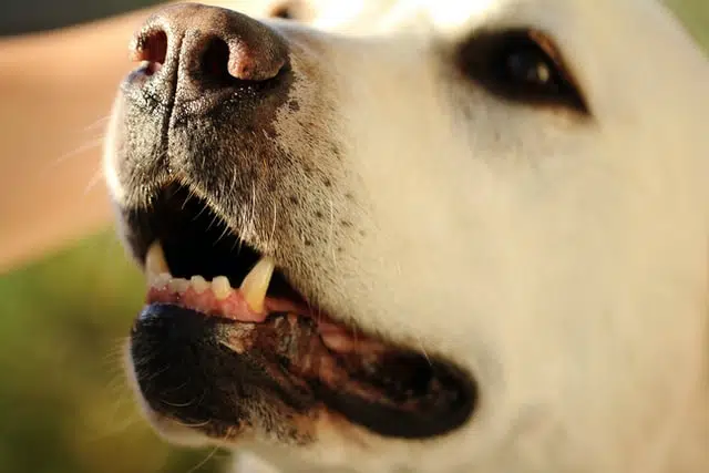 if your dog isn't eating, check their mouth