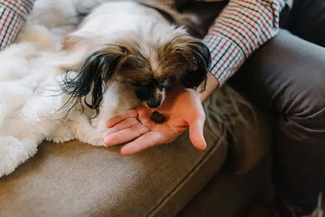 If your dog isn't eating offer them a treat