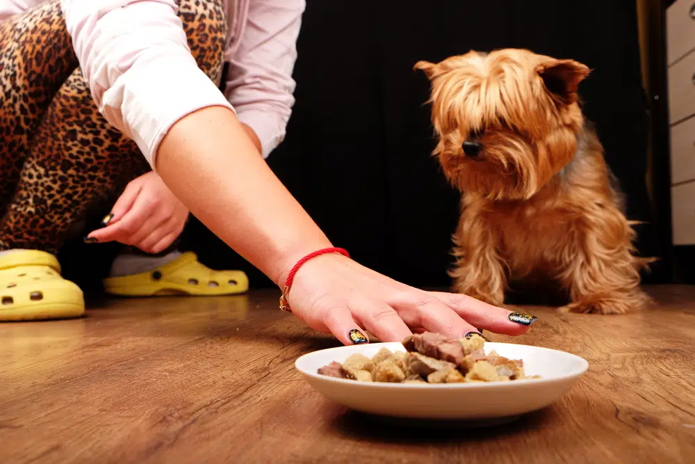 Is your dog not eating? read these tips