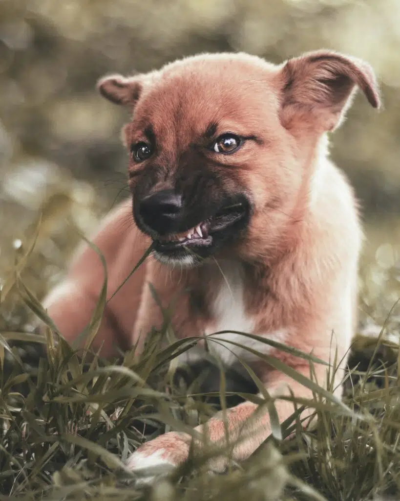 dog choking