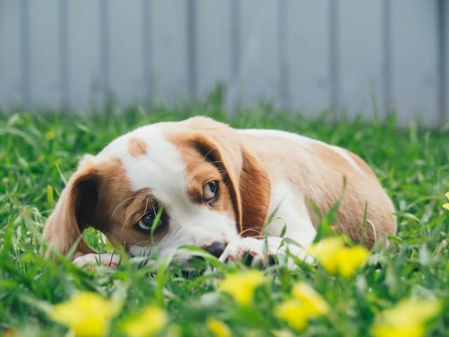 A small, brown and white puppy lies in green grass with yellow flowers, looking to the side in a serene backyard setting, unfazed by distant fireworks—a perfect moment for pets enjoying peace.