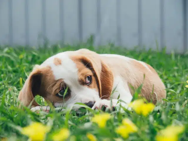 A small, brown and white puppy lies in green grass with yellow flowers, looking to the side in a serene backyard setting, unfazed by distant fireworks—a perfect moment for pets enjoying peace.