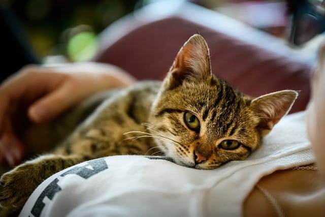 having a cat lying on you like this can have the benefit of improving heart health
