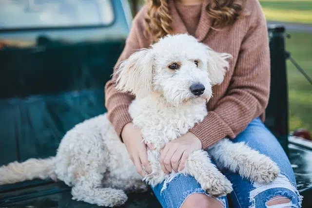 woman sitting with white dog on back of car