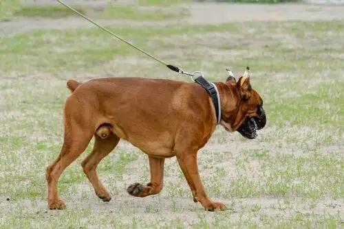 Boxer with docked tail