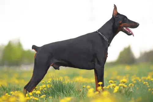 Black Doberman who has had tail docking done stands in a field of yellow flowers. Finding ethical Australian dog breeders is the best way to shut down these inhumane practices. 