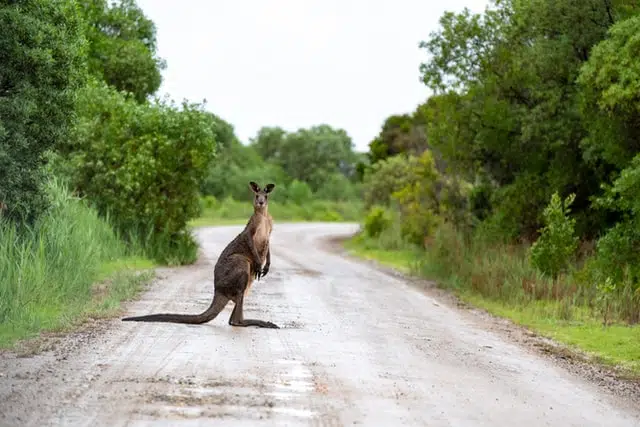 kangaroo on a rural road. In Australia, animals on the road can be a major summer driving risk