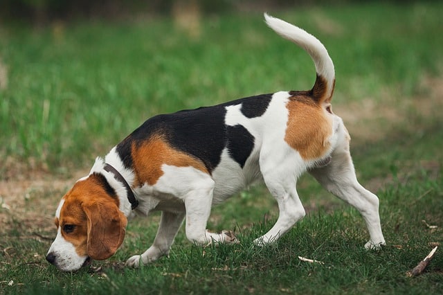 beagle on grass - beagle dogs are prone to epilepsy
