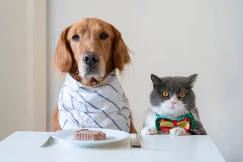 dog and cat celebrate Chinese New Year 2022