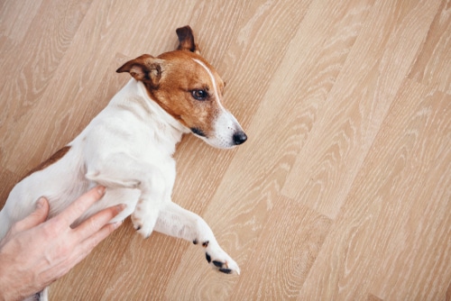 JRT dog on floor with man's  hands on gut