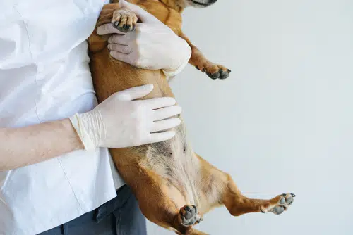 Vet holding dog with hands on gut