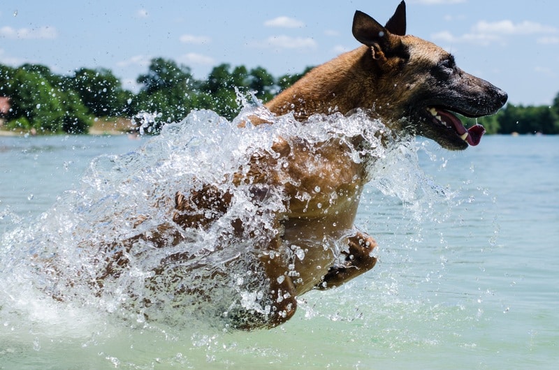 no pet cooling mat? this pup uses water instead