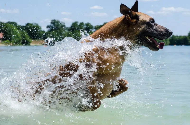 no pet cooling mat? this pup uses water instead