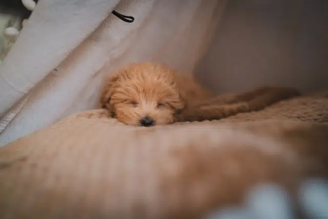 sleeping terrier puppy on blanket
