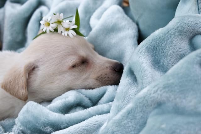 golden retriever puppy sleeping on blue blanket