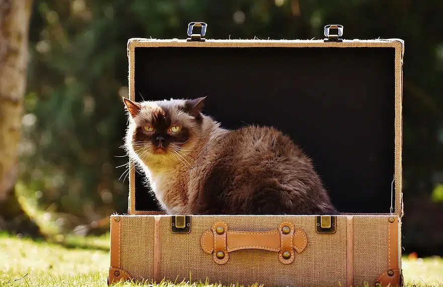 Schrödinger's Cat theory features a cat in a box