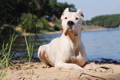 dogo argentino is a dog who has to wear a collar by law in QLD