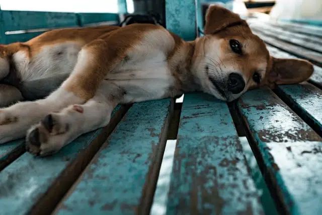 brown and white mixed breed dog lying on bench