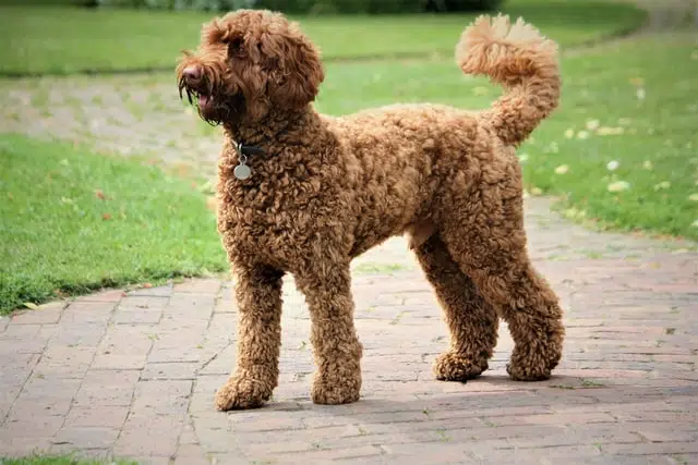A labradoodle in the park. These designer dogs are still mixed breed dogs
