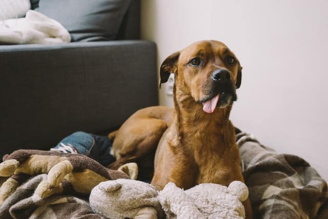 brown mixed breed dog on bed - some mixed breeds have less health issues than purebred dogs