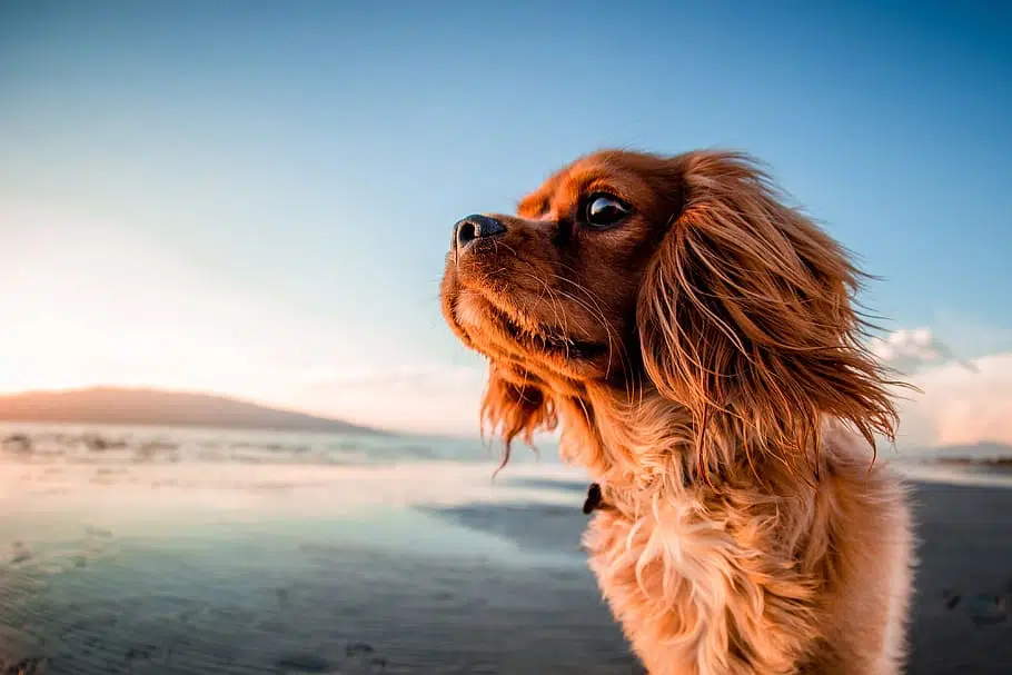 dog water safety is a must at the beaches and lakes