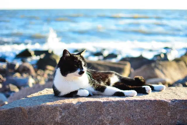 for this meowser, cat and dog water safety means staying out the water