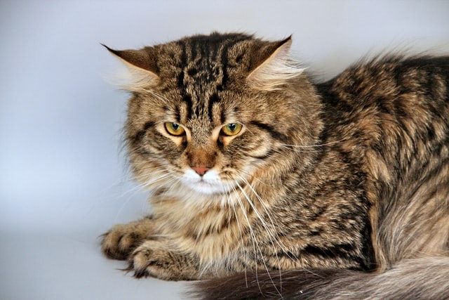 Siberian cats can be hypoallergenic