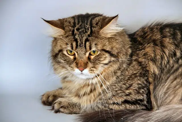Siberian cats can be hypoallergenic cat choking