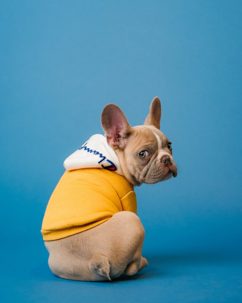 French Bulldog Breed Profile, Health, and History PD