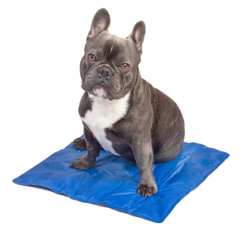 pup stays cool on a pet cooling mat