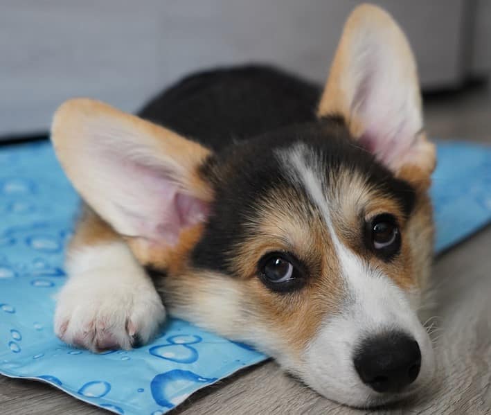 A small dog enjoying the comfort of a cooling mat.