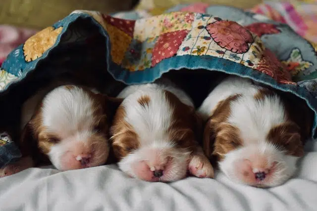 Three puppies under a blanket for Responsible pet owners month