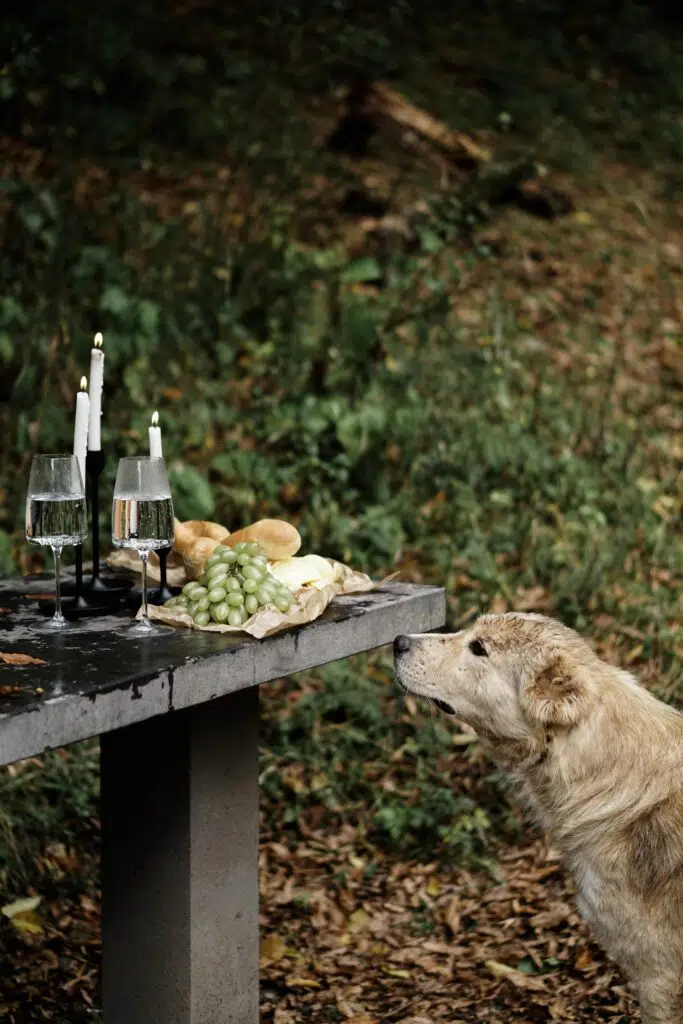 can dogs eat grapes