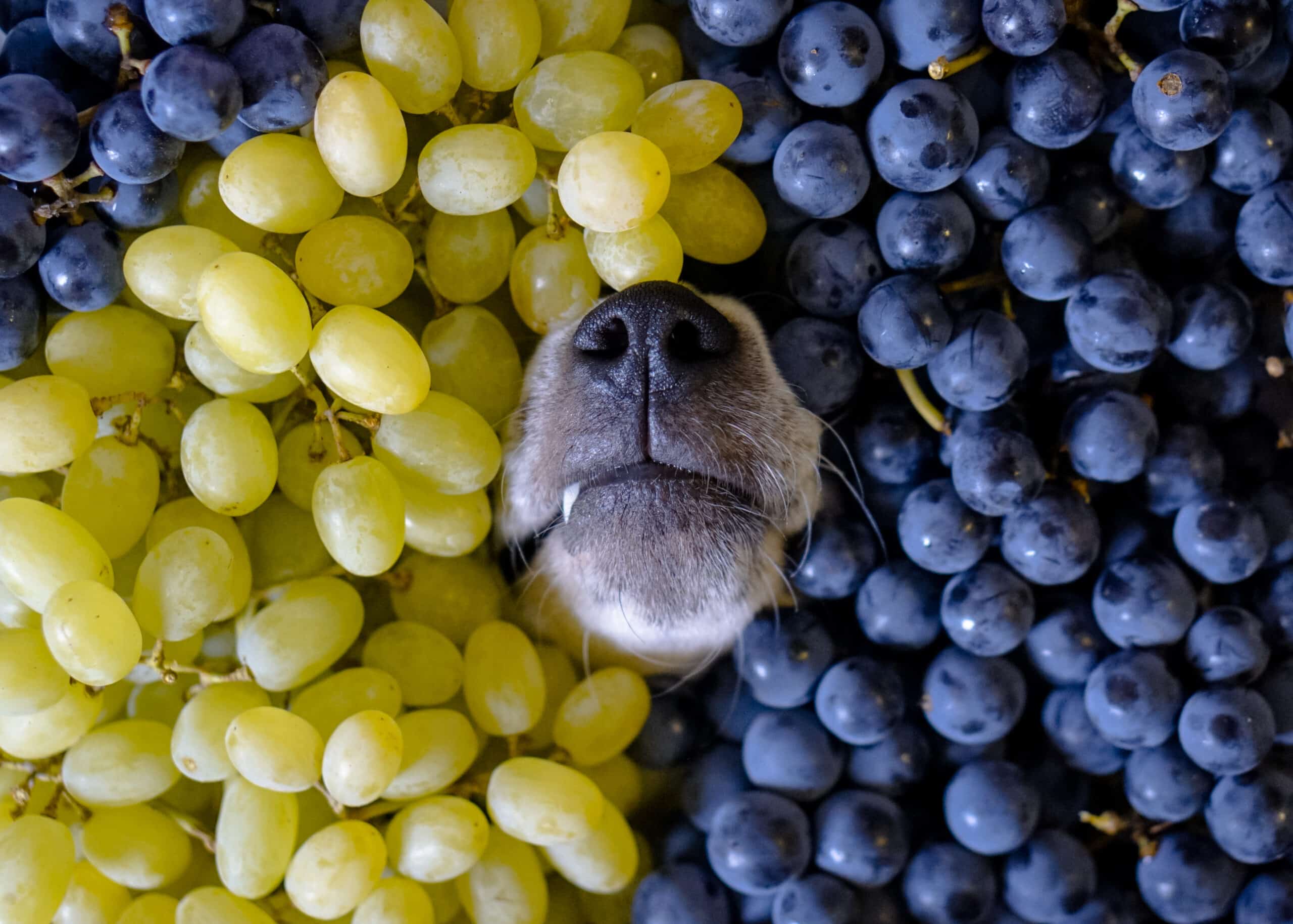 what happens if my dog ate a grape