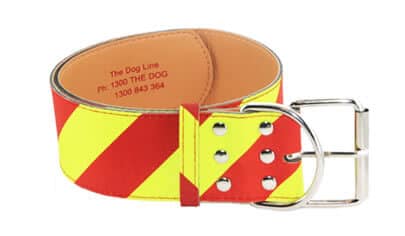 close up of dangerous dog collars dogs have to wear by law in some states