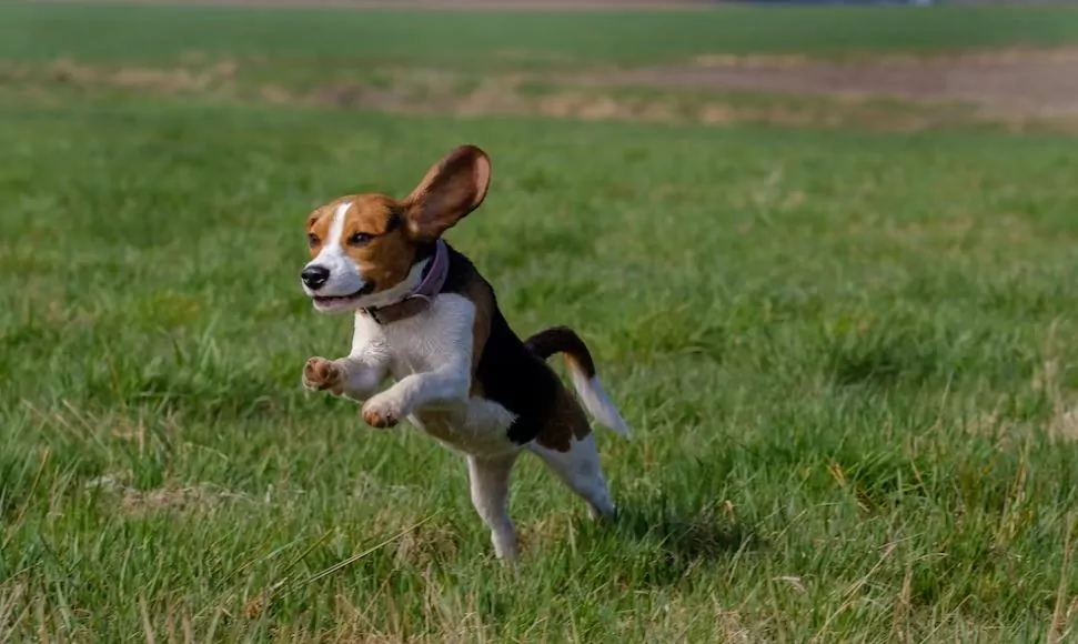 This Beagle bounding through grass suffers from Beagle epilepsy