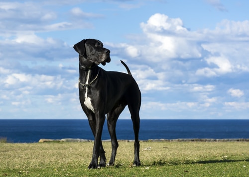 great danes are the biggest dog breed in the world. This black great dane is standing on grass in front of the sea