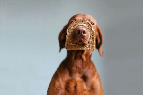 Can Dogs Eat Vegemite PD Insurance