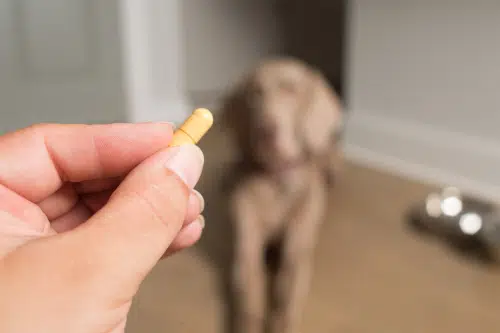 vegemite can help dogs to take pills 