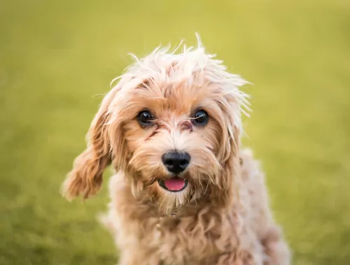 headshot of cavoodle