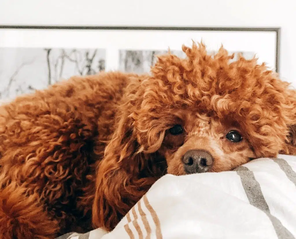 A dog with Cushing’s disease is less active than usual