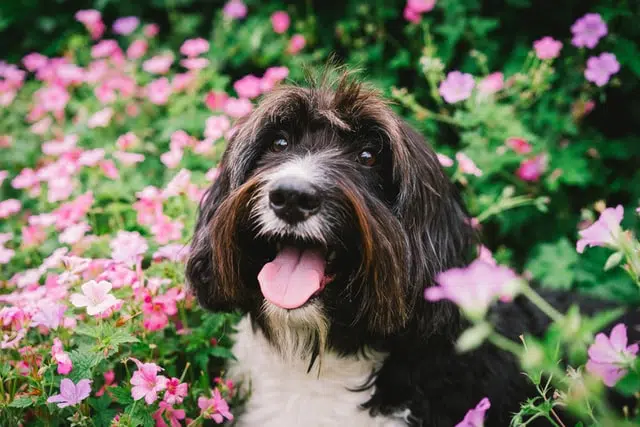 dog digs in garden
