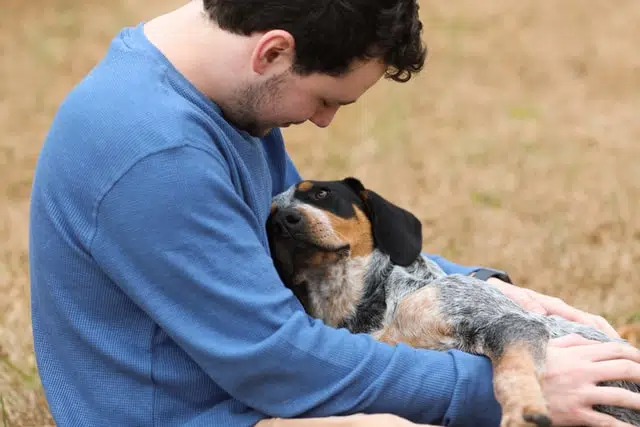 dog loves his owner. This dog's pet parent may be aware of the 333 rule for dogs 