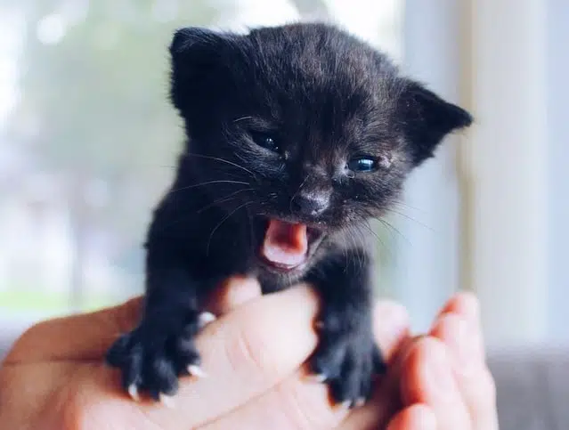 When Do Kittens Open Their Eyes? - PD Insurance