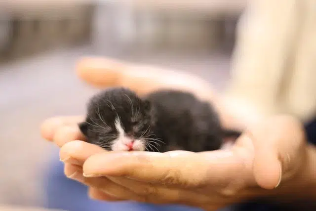 pet owner contemplates on when do kittens open their eyes