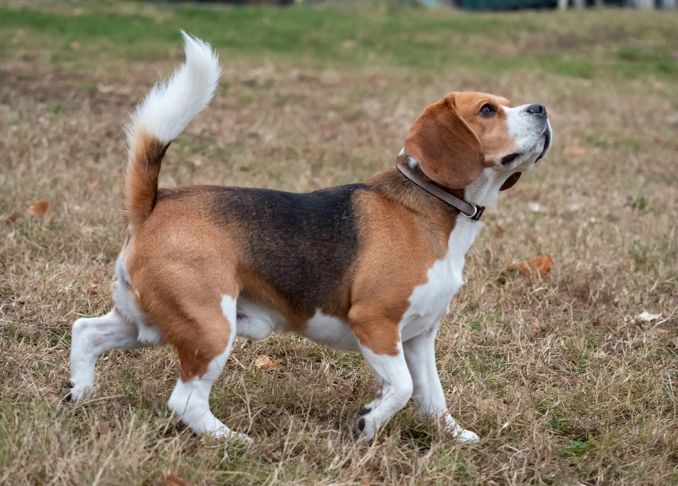 Beagle dogs are prone to epilepsy.